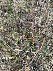 Astragalus canadensis