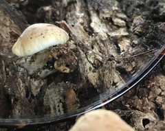 Cyclocybe aegerita