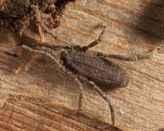 Trogulus tricarinatus