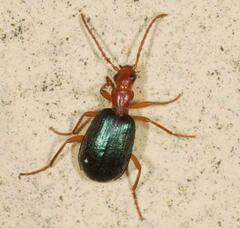 Brachinus crepitans