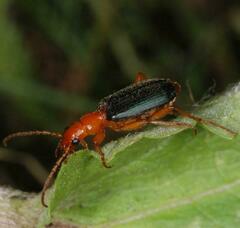 Brachinus crepitans