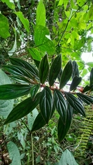 Columnea