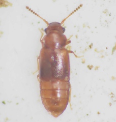 Omaliinae
