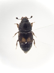 Carpophilus hemipterus