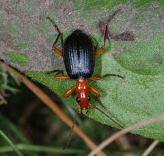 Brachinus crepitans