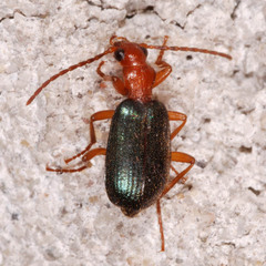 Brachinus crepitans