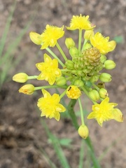 Bulbine capitata