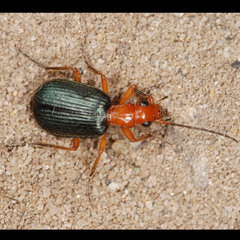 Brachinus crepitans