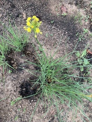 Bulbine capitata