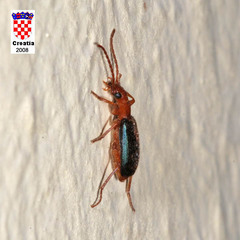 Brachinus sclopeta