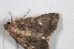 Condica albigera