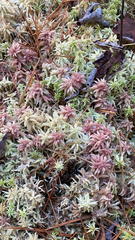 Sphagnum magellanicum