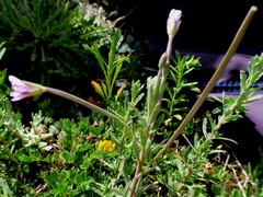 Epilobium hirtigerum
