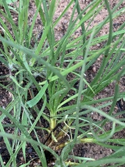 Bulbine capitata