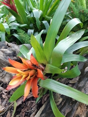 Bromeliaceae