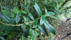Columnea