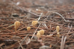 Spathulariopsis velutipes