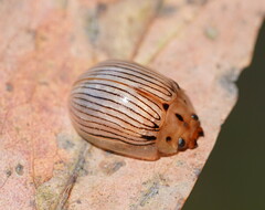 Paropsisterna trimaculata