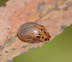Paropsisterna trimaculata