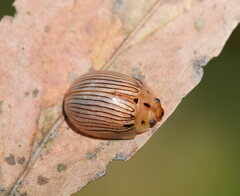 Paropsisterna trimaculata