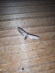 Euacidalia brownsvillea