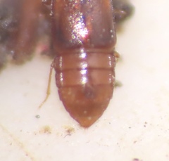 Omaliinae