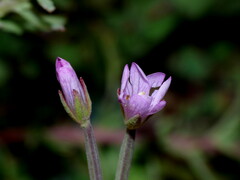 Epilobium hirtigerum