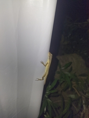 Anolis auratus