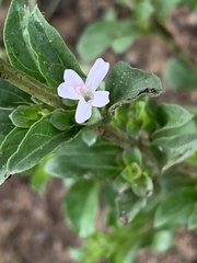 Dyschoriste setigera