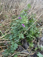 Vicia sepium