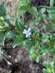 Dyschoriste setigera