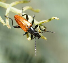 Lepturidea deplanchei