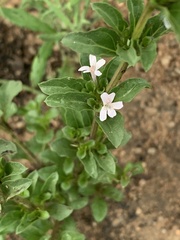 Dyschoriste setigera