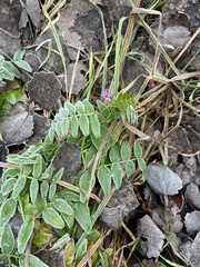 Vicia sepium