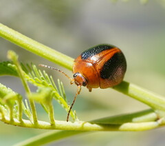 Dicranosterna immaculata