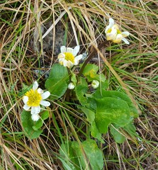 Caltha leptosepala
