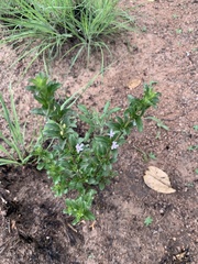 Dyschoriste setigera