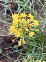 Bulbine capitata