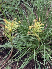 Bulbine capitata