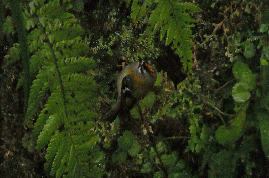 Madeira Firecrest