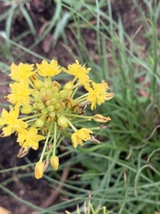 Bulbine capitata