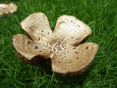 Agaricaceae