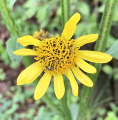 Verbesina tetraptera