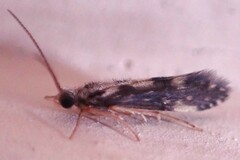 Agraylea multipunctata