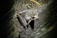 Ptychadena anchietae