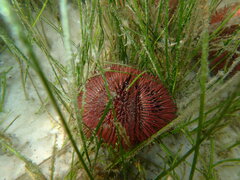 Lytechinus variegatus carolinus