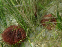 Lytechinus variegatus carolinus