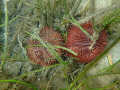 Lytechinus variegatus carolinus