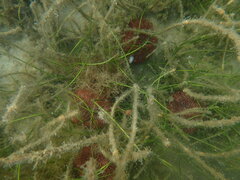 Lytechinus variegatus carolinus