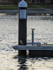 Nycticorax caledonicus
